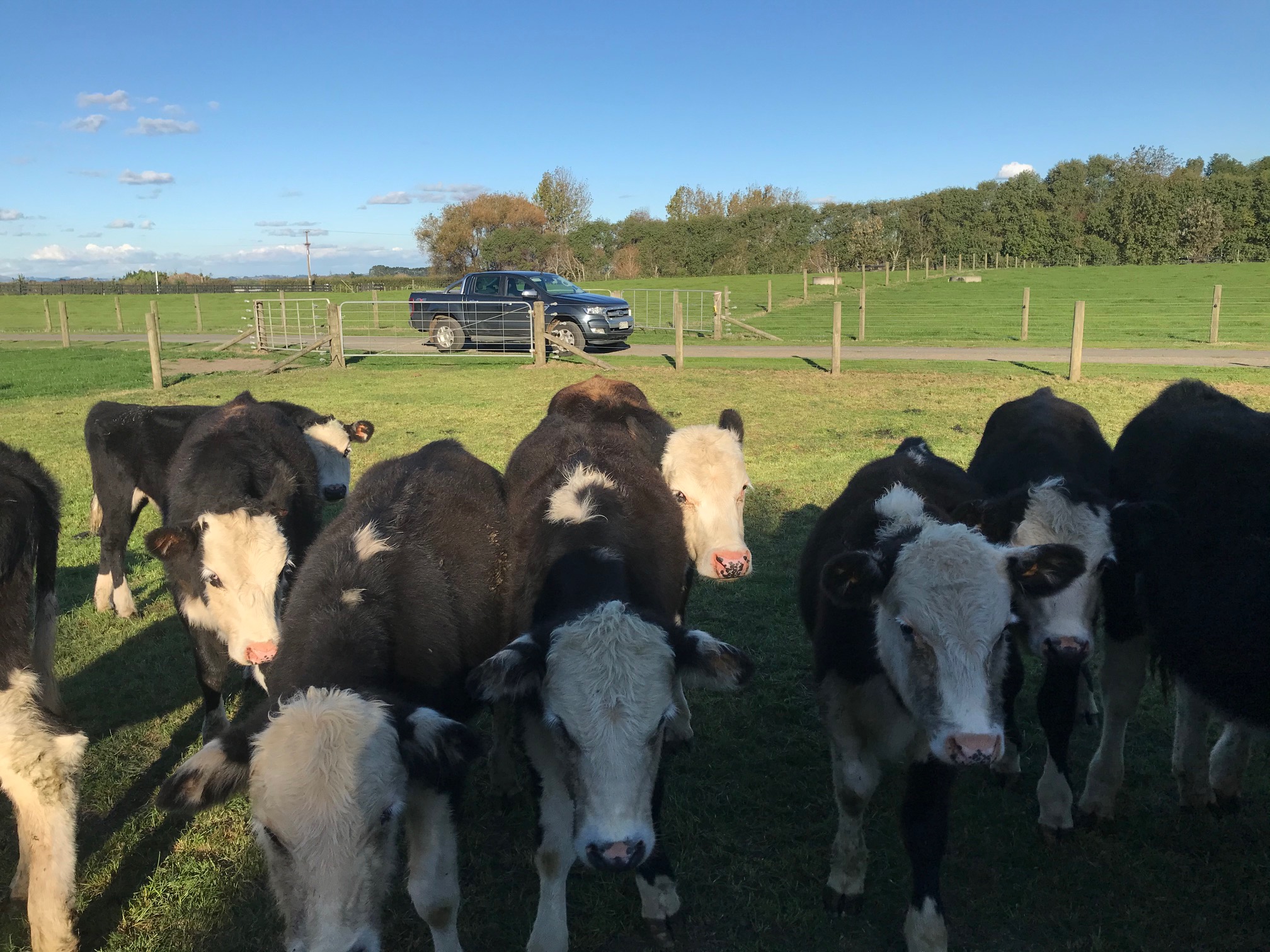 Livestock / Cows
